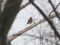 Turdus philomelos