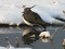 Vanellus vanellus