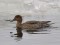 Northern Pintail (Anas acuta) Milgravis, Riga, 26-Feb-2013. © Igors Denisovs Anas acuta