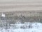 Tundra Bean Goose (Anser serrirostris) Nica fields, Nica county, 12-Dec-2013. © Karlis Millers Anser serrirostris