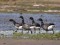 Dark-bellied Brant Goose (Branta bernicla) Ainazi, Salacgriva county, 17-Jun-2013. © Igors Denisovs Branta bernicla