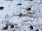 Lapland Longspur (Calcarius lapponicus) Nica fields, Nica county, 12-Jan-2013. © Edgars Laucis Calcarius lapponicus