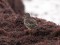Calidris maritima