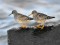Calidris maritima