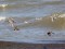 Calidris minuta
