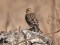 Carduelis flavirostris