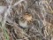 Carduelis flavirostris