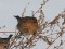 Carduelis flavirostris