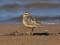 Eurasian Dotterel (Charadrius morinellus) Mangalsala, Riga, 05-Sep-2013. © Igors Denisovs Charadrius morinellus