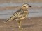 Eurasian Dotterel (Charadrius morinellus) Mangalsala, Riga, 10-Sep-2013. © Igors Denisovs Charadrius morinellus