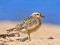 Eurasian Dotterel (Charadrius morinellus) Mangalsala, Riga, 09-Sep-2013. © Sandris Rabkevics Charadrius morinellus