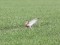 Charadrius morinellus