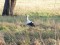 Ciconia ciconia