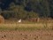 Pallid Harrier (Circus macrouros) Bozeni fields, Madona county, 06-Sep-2013. © Ugis Piterans Circus macrouros