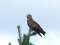 Circaetus gallicus