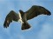 Short-toed Snake Eagle (Circaetus gallicus) Nica fields, Nica county, 21-Sep-2013. © Girts Zembergs Circaetus gallicus