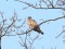 Common Wood Pigeon (Columba palumbus) Seaside Park, Liepaja, 09-Dec-2013. © Karlis Millers Columba palumbus