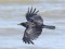 Corvus corone