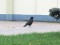 Corvus corone