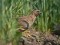 Coturnix coturnix