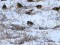 Horned Lark (Eremophila alpestris) Nica fields, Nica county, 12-Jan-2013. © Edgars Laucis Eremophila alpestris
