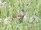 Booted Warbler (Hippolais caligata) Madona county, 02-Jun-2013. © Karlis Millers Hippolais caligata