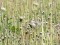 Booted Warbler (Hippolais caligata) Madona county, 04-Jun-2013. © Karlis Millers Hippolais caligata