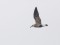 Larus fuscus