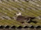 Larus fuscus