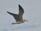 Larus fuscus
