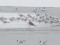 Larus heuglini