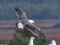 Heuglin's Gull (Larus fuscus heuglini) Getlini, Stopini county, 16-Sep-2013. © Igors Denisovs Larus heuglini