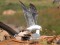 Larus heuglini