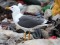 Larus heuglini