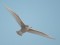 Larus hyperboreus