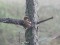 Two-barred Crossbill (Loxia leucoptera) Kolka Cape, Dundaga county, 01-Sep-2013. © Ivars Brediks Loxia leucoptera