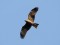 Milvus migrans