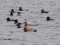 Red-crested Pochard (Netta rufina) Orenisi fish ponds, Rezekne county, 28-Jun-2013. © Igors Denisovs Netta rufina