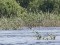 Red-crested Pochard (Netta rufina) Orenisi fish ponds, Rezekne county, 03-Jun-2013. © Karlis Millers Netta rufina