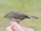 Phylloscopus fuscatus
