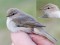 Phylloscopus collybita tristis