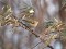 Phylloscopus humei
