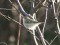 Phylloscopus humei