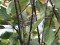 Yellow-browed Warbler (Phylloscopus inornatus) Kolka, Dundaga county, 20-Sep-2013. © Karlis Millers & Chris Kehoe Phylloscopus inornatus