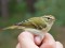 Yellow-browed Warbler (Phylloscopus inornatus) Pape B.O., Rucava county, 10-Sep-2013. © Ivo Dinsbergs Phylloscopus inornatus