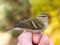 Phylloscopus inornatus
