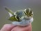 Phylloscopus proregulus