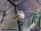 Phylloscopus proregulus