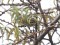 Phylloscopus proregulus