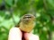 Radde's Warbler (Phylloscopus schwarzi) Kolka, Dundaga county, 21-Sep-2013. © Karlis Millers Phylloscopus schwarzi